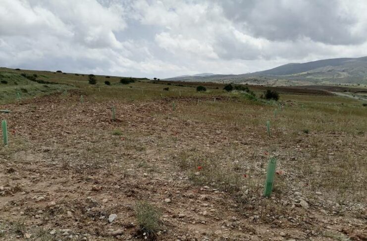 Reforestar